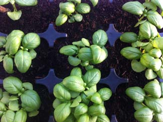 Basil Seedlings